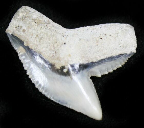Sharp Fossil Tiger Shark Tooth - Lee Creek Mine #26707
